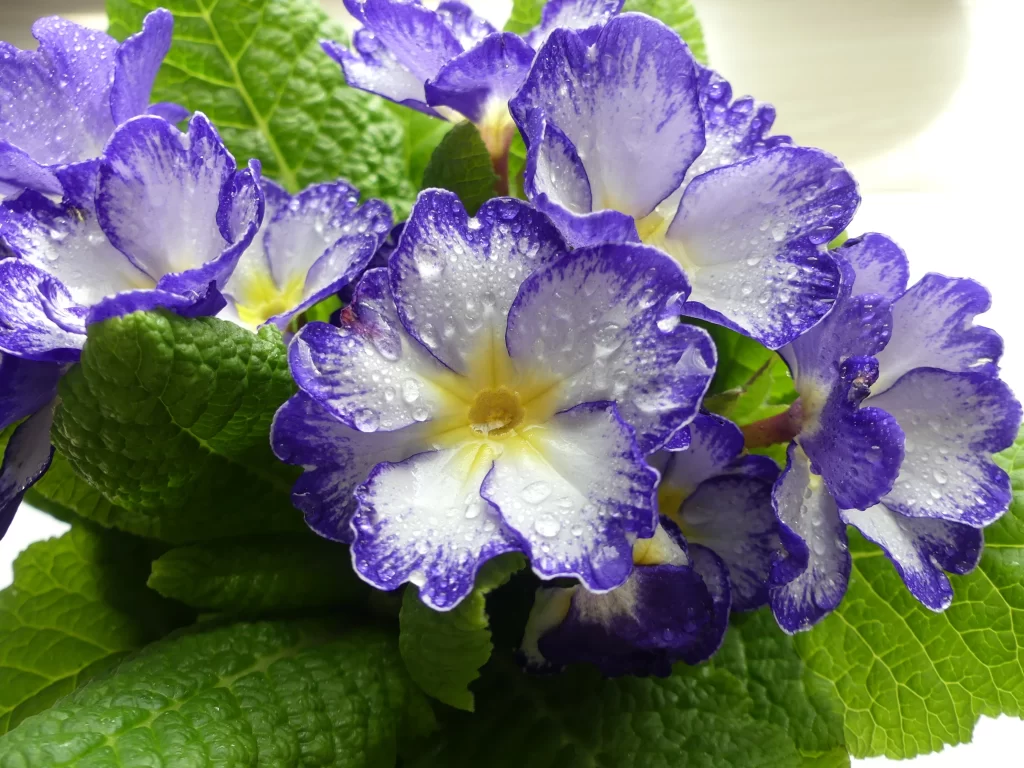 Purple Primrose Petals Dewdrops Green Leaves