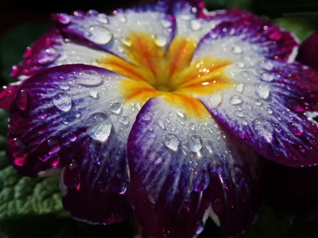Purple Primrose Petals Dewdrops Yellow gray Center