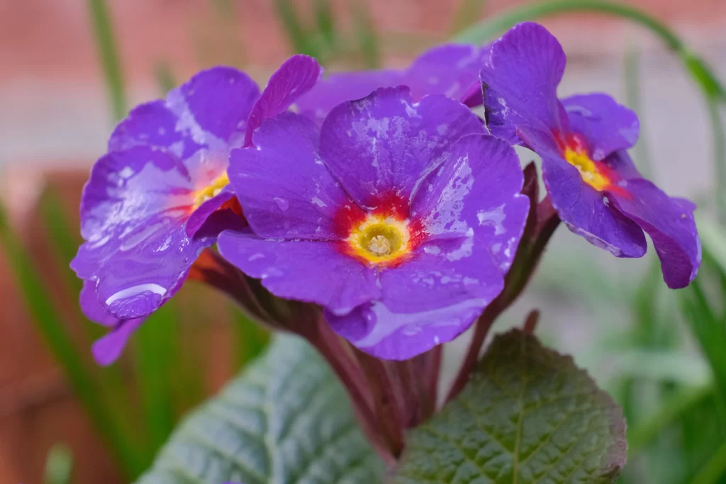 Purple Primrose Petals Dewdrops Red Yellow