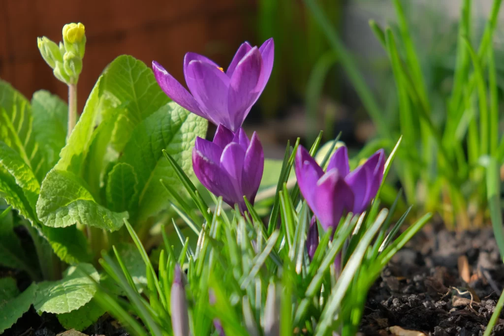 Purple Primrose Petals Green Leaves