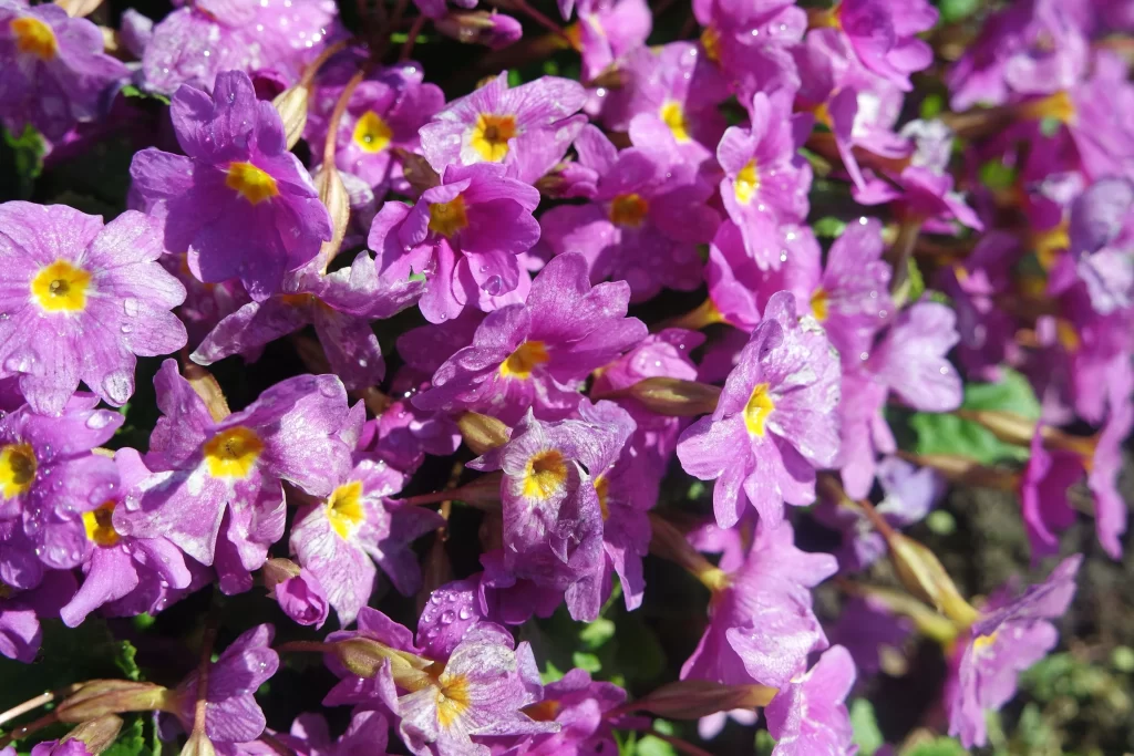 Purple Primrose Petals Yellow Center warm Dewdrops