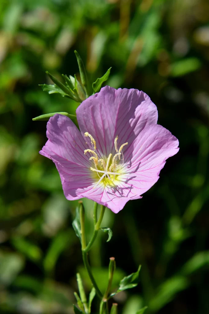 Purple Primrose Petals Yellow Stamen Green warm Leaves