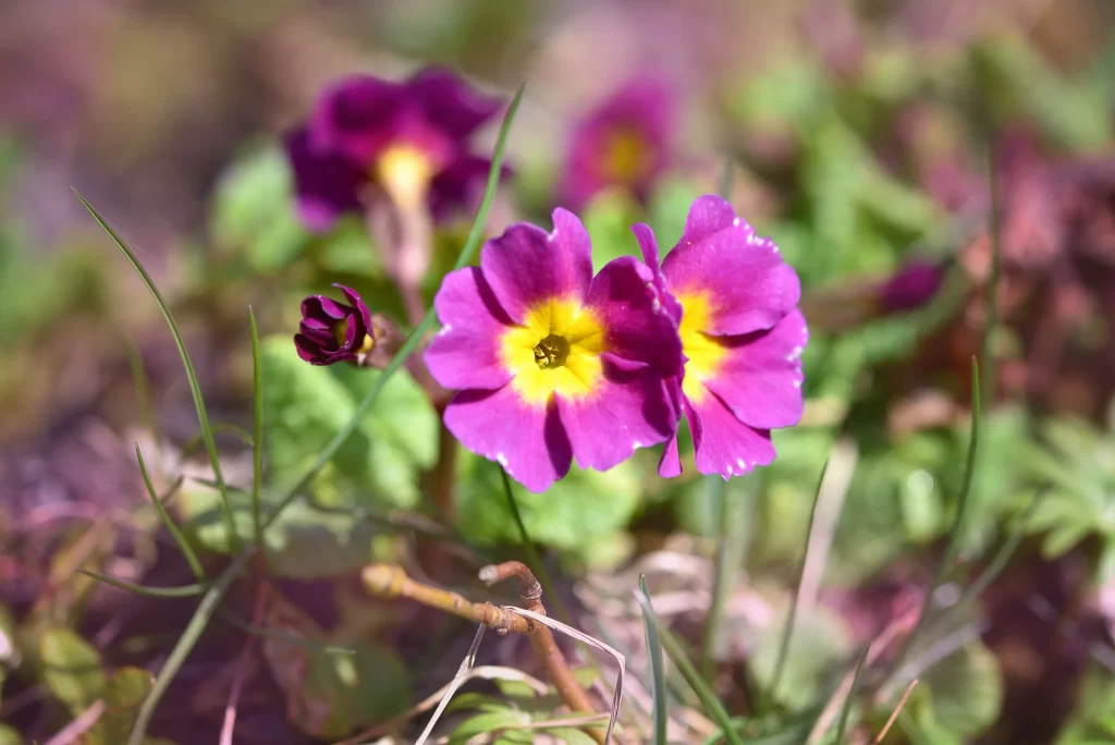 Purple Primrose Petals Yellow Center Green gray Leaves