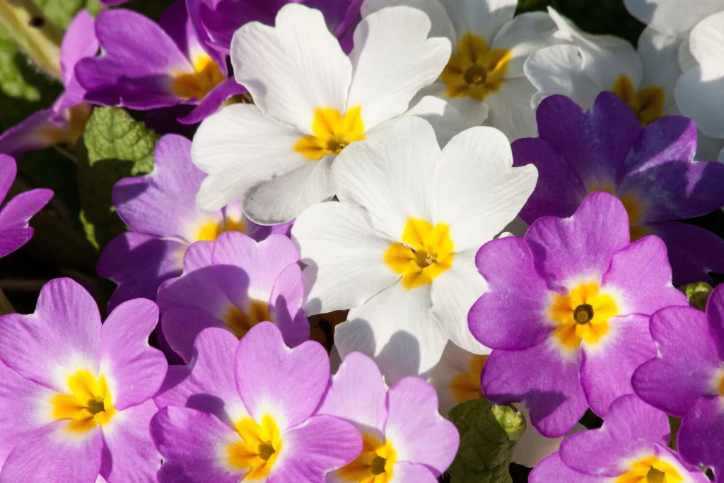 Purple Primrose Petals Yellow warm Center