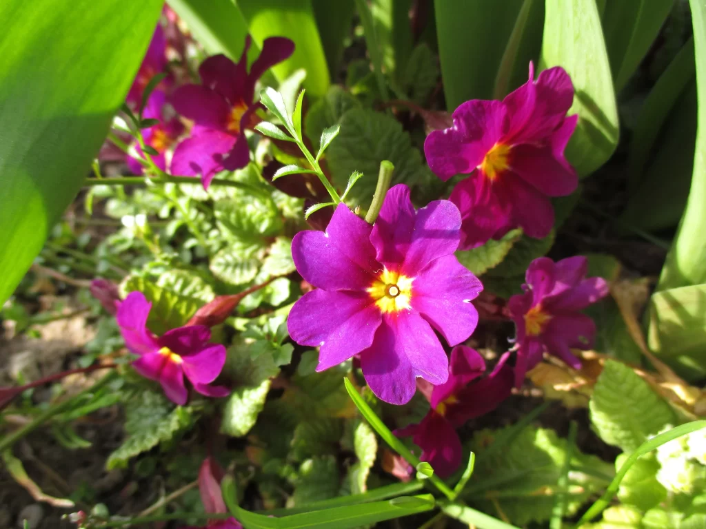 Purple Primrose Petals Yellow Center Green warm Leaves