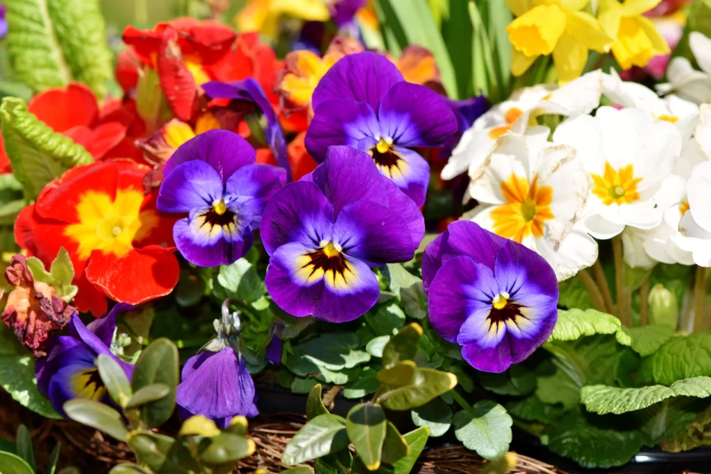 Purple Primrose Petals Yellow warm Center