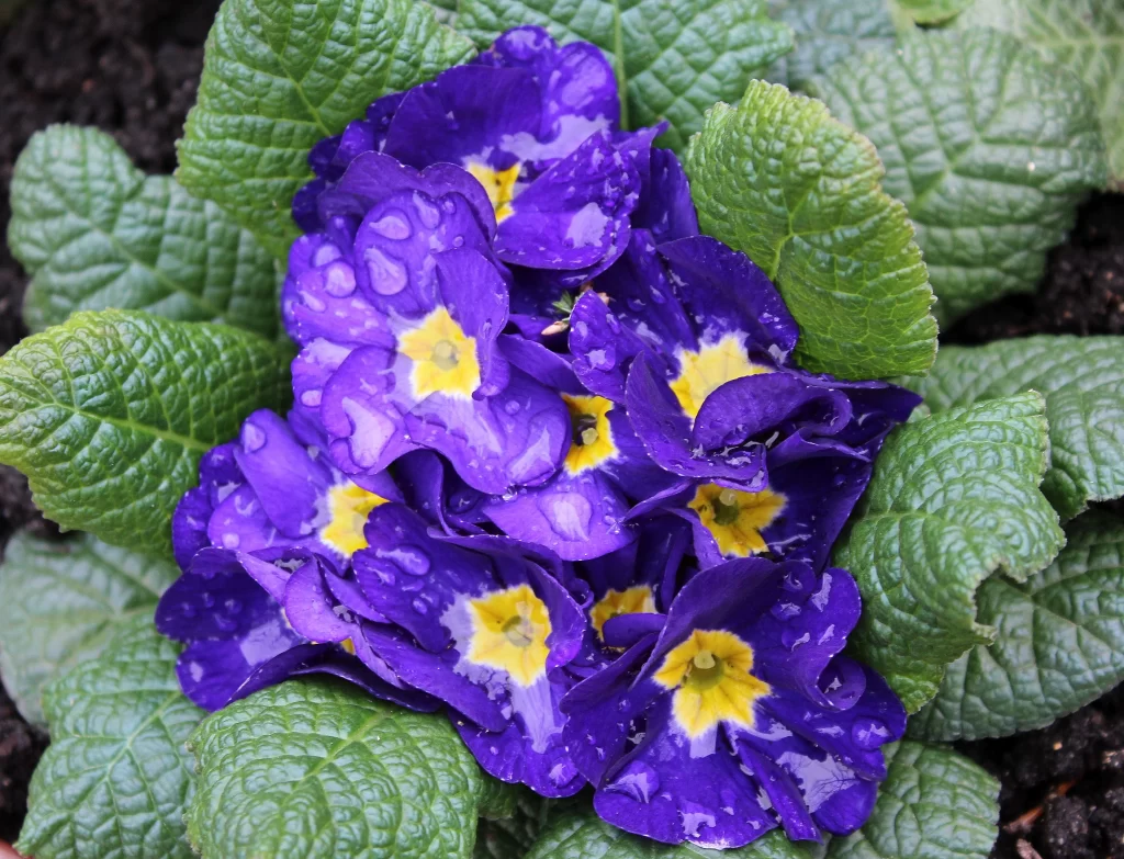 Purple Primrose Petals Yellow Center Dewdrops Green Leaves