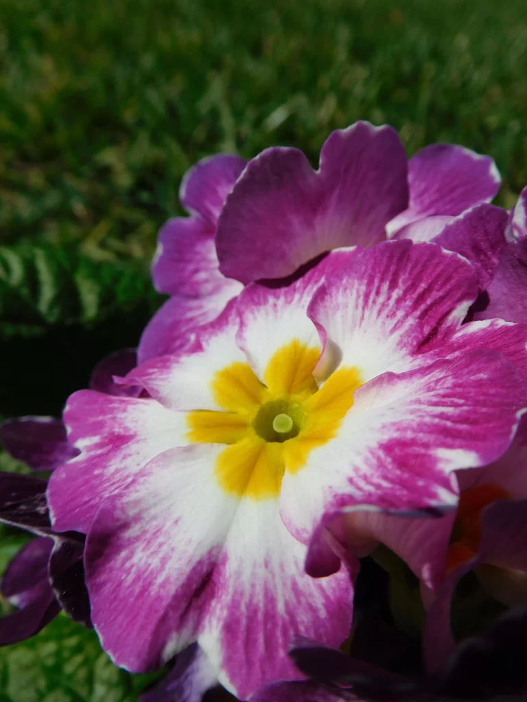 Purple Primrose Petals Yellow Center Green Background