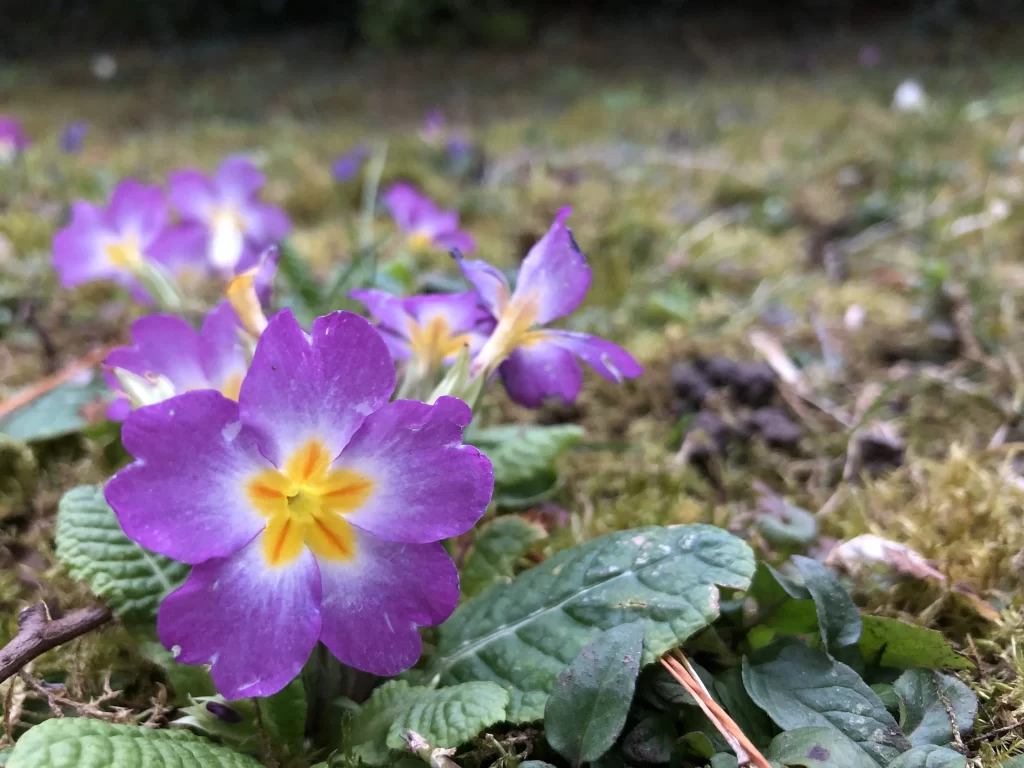 Purple Primrose Petals Yellow Center Mossy Ground