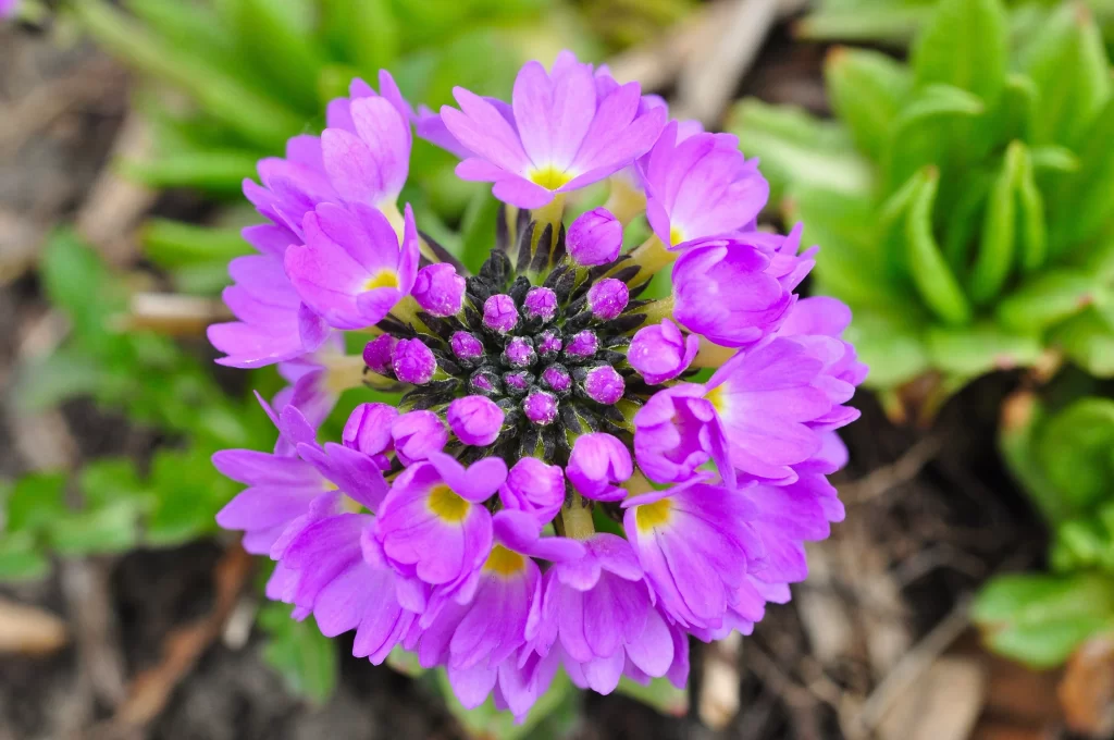 Purple Primrose Petals Yellow Center Green gray Leaves