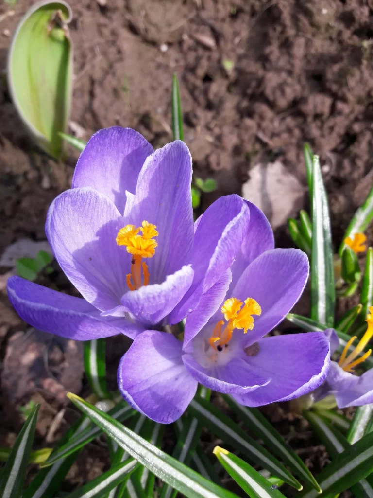 Purple Primrose Petals Yellow Stamen