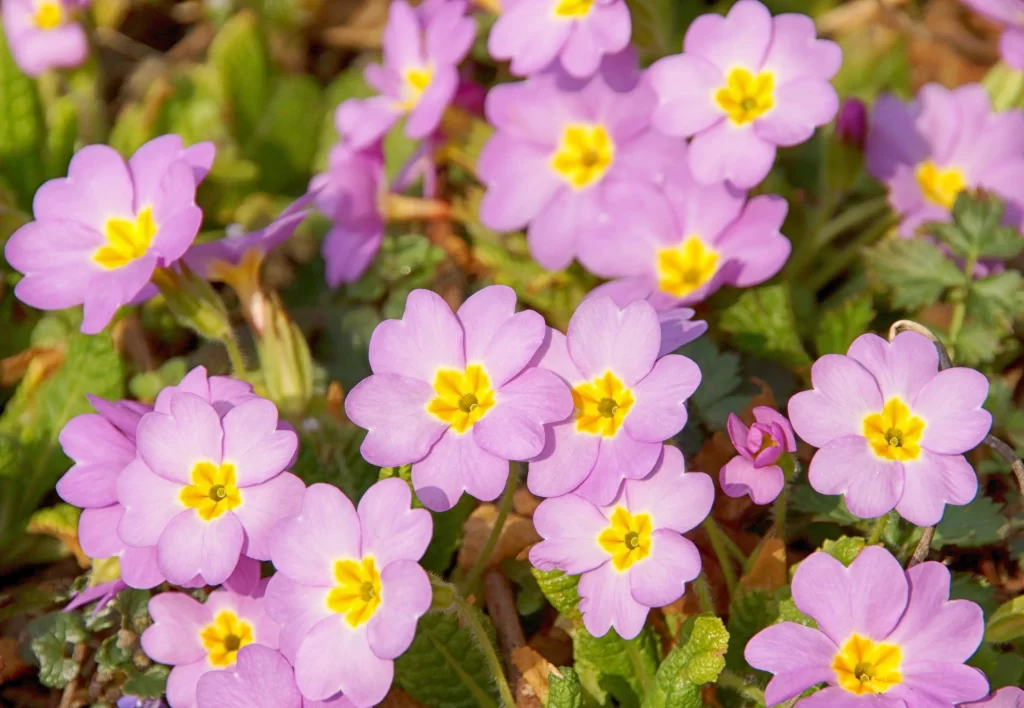 Purple Primrose Petals Yellow Center Green warm Leaves