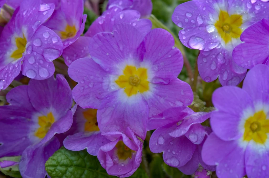 Purple Primrose Petals Yellow Center cool Dewdrops