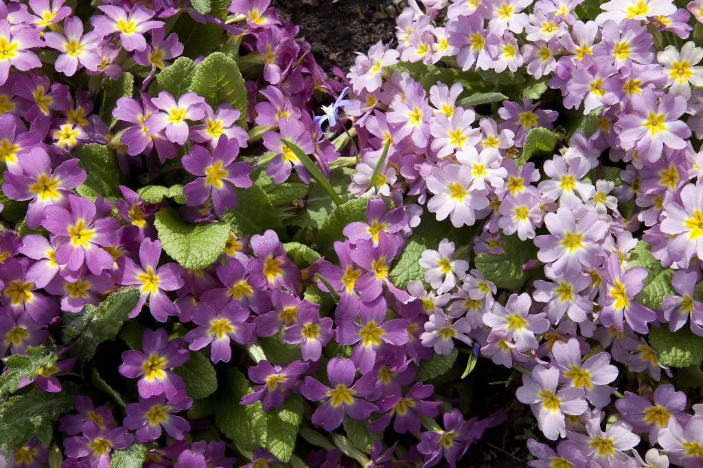 Purple Primrose Petals Yellow Center Green gray Leaves