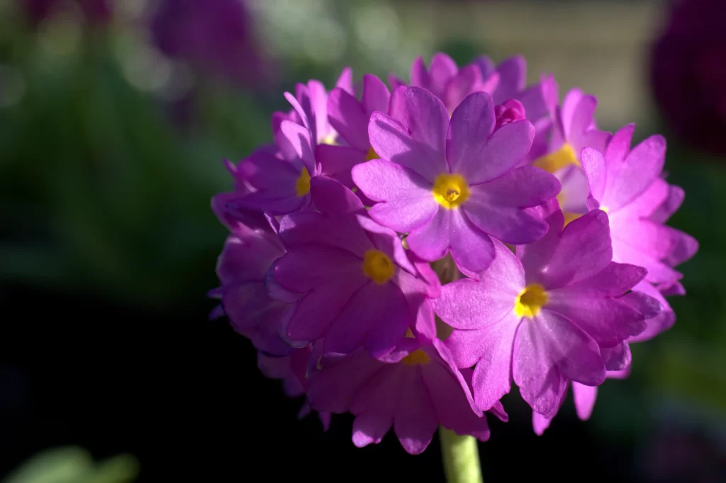 Purple Primrose Petals Yellow warm Center
