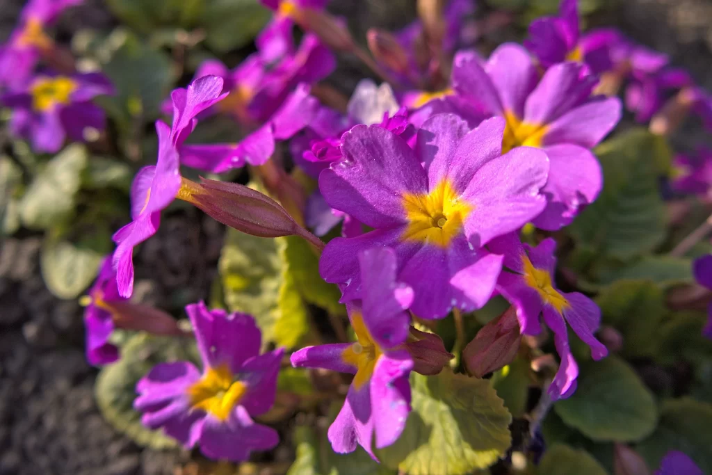 Purple Primrose Petals Yellow Center Sunlight