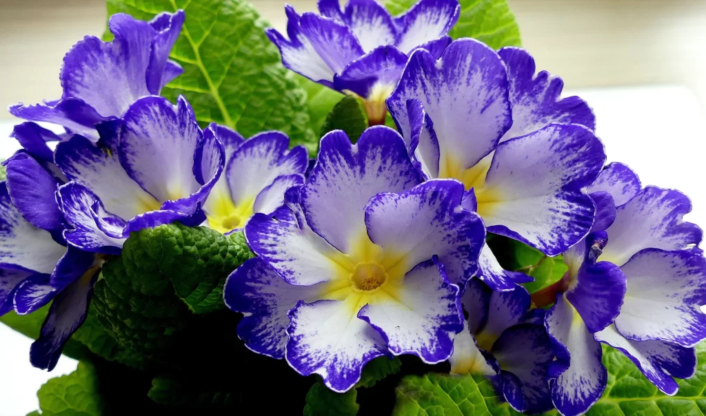 Purple Primrose Petals Yellow Center Green gray Leaves