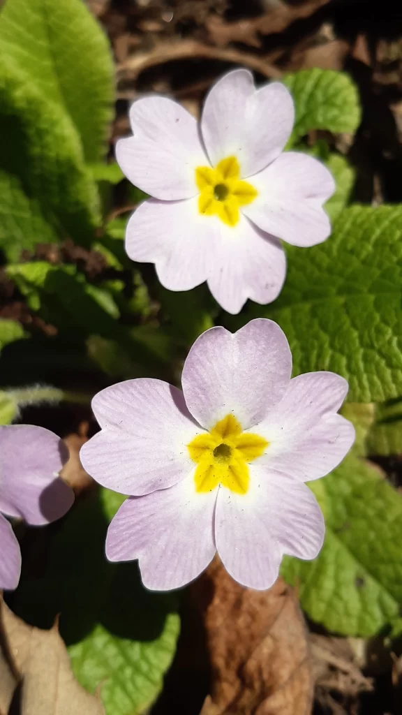 Purple Primrose Petals Yellow Center Green warm Leaves