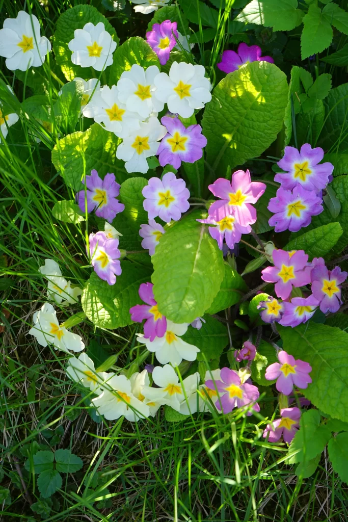 Purple Primrose Petals Yellow Center Green warm Leaves
