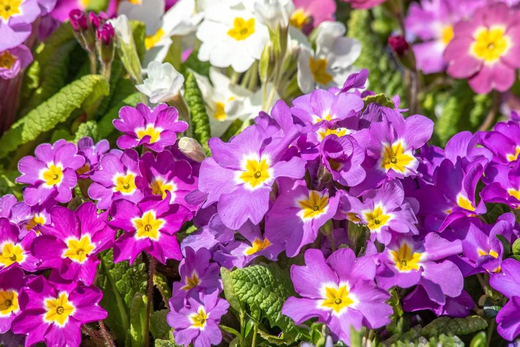 Purple Primrose Petals Yellow Center Green warm Leaves