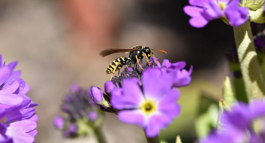 Purple Primrose Petals Yellow Black Wasp