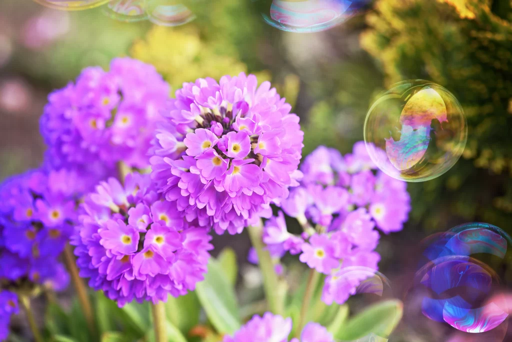 Purple Primrose Petals Yellow Centers Bubble Effects