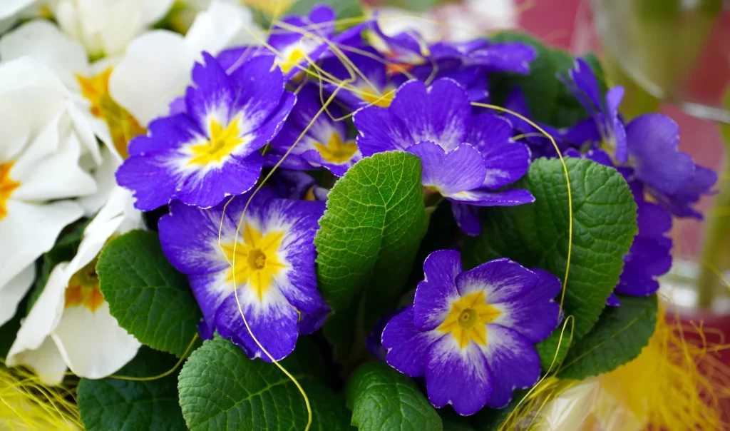 Purple Primrose Petals Yellow Center Green gray Leaves
