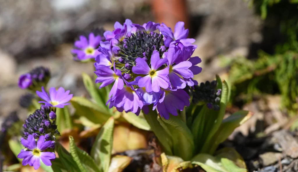 Purple Primrose Petals Yellow Center Green gray Leaves
