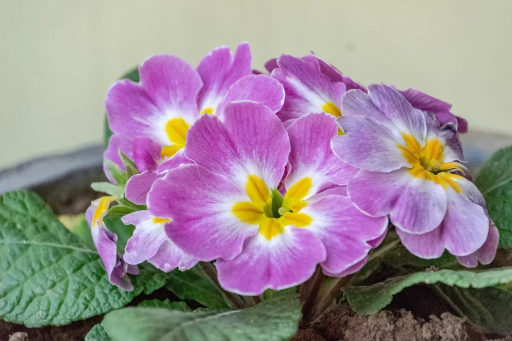Purple Primrose Petals Yellow Center Green gray Leaves