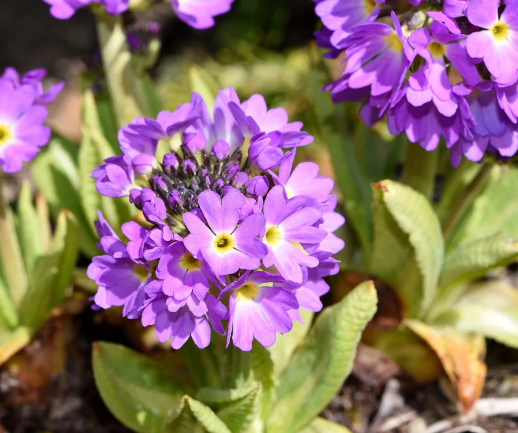 Purple Primrose Petals Yellow Center Green gray Leaves