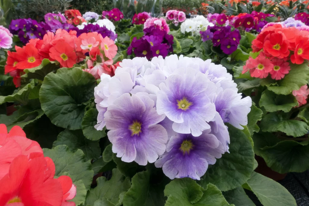 Purple Primrose Petals Yellow Center Green warm Leaves