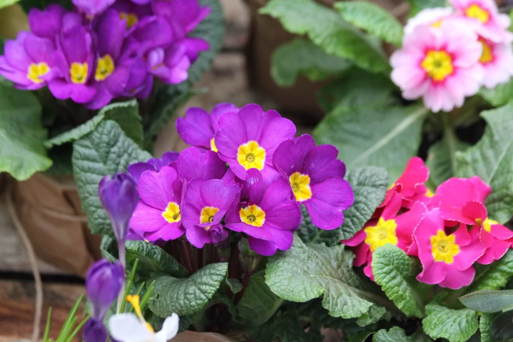 Purple Primrose Petals Yellow Center Green warm Leaves