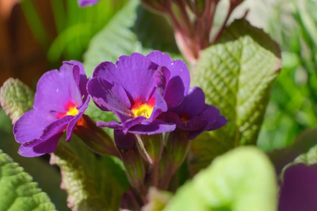 Purple Primrose Petals Yellow Red Center