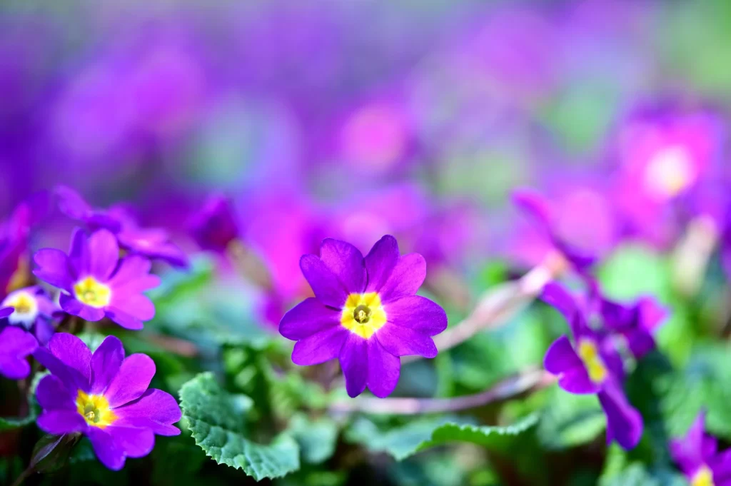 Purple Primrose Petals Yellow Center Green cool Leaves