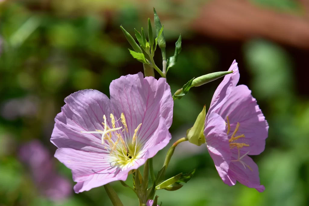 Purple Primrose Petals Yellow Stamen Green gray Leaves