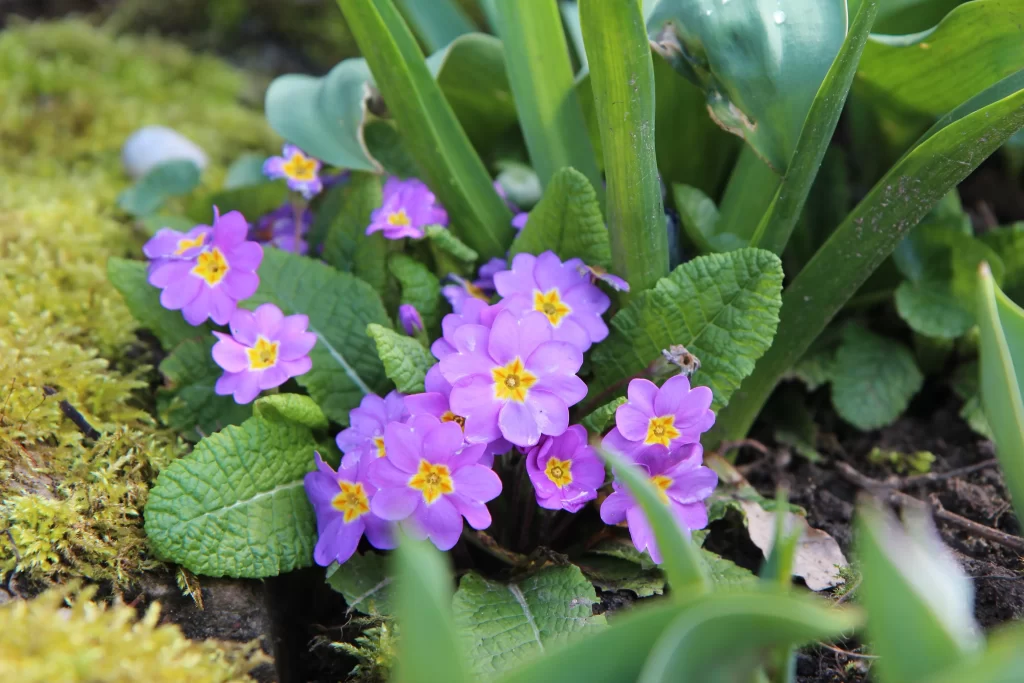 Purple Primrose Yellow Center Petals Green gray Leaves