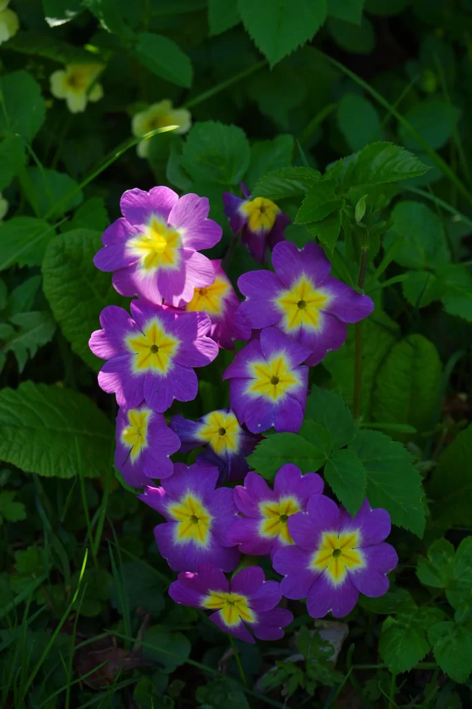 Purple Primrose Yellow Center Petals Green dark Leaves
