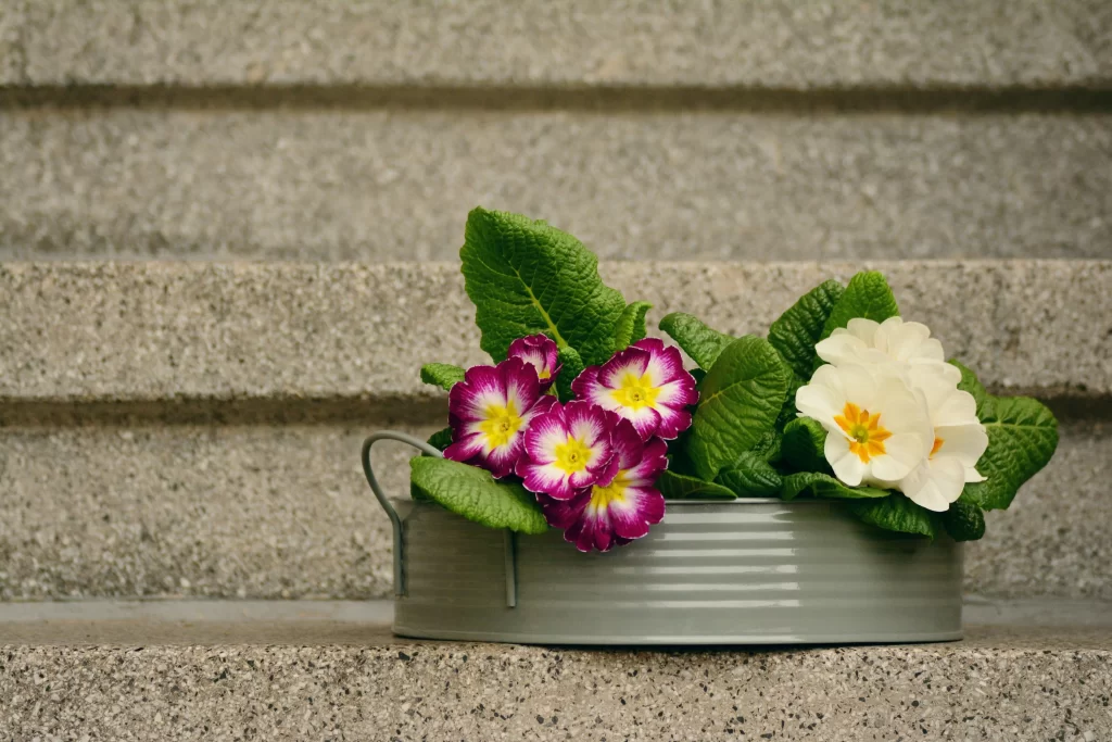 Purple Primrose Yellow Center Petals Green gray Leaves