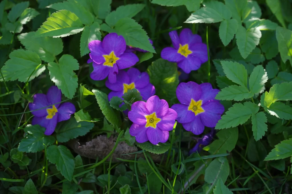 Purple Primrose Yellow Center Petals Green gray Leaves