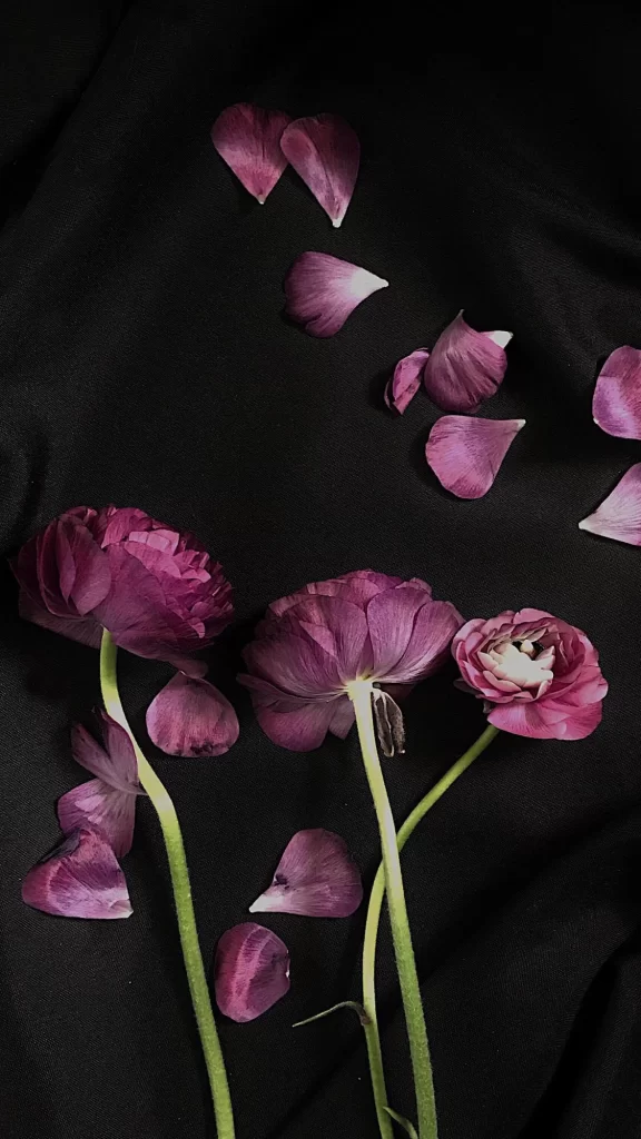 Purple Ranunculus Petals Dark Background
