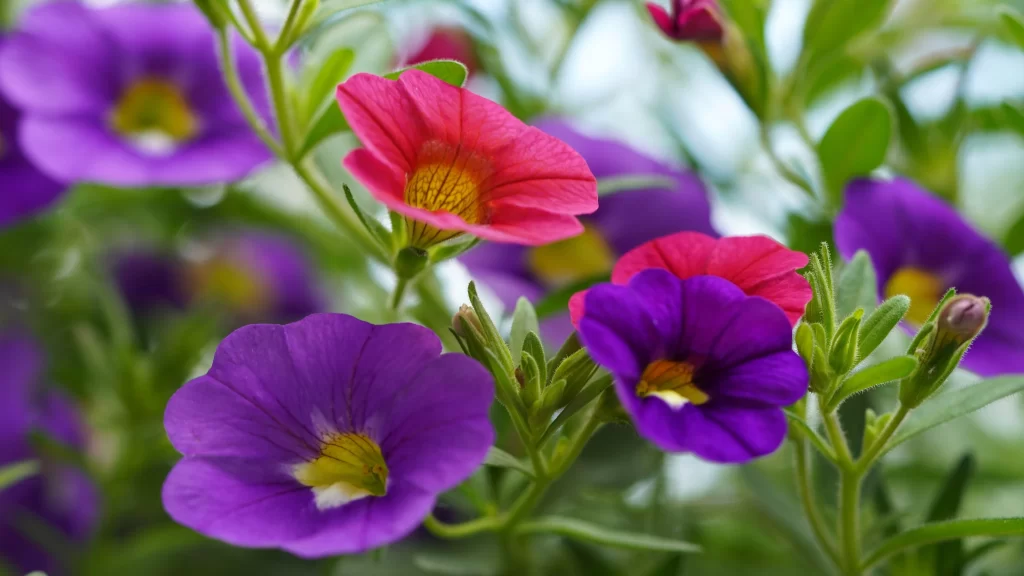 Purple Red Morning Glory Petals Bright Yellow Centers