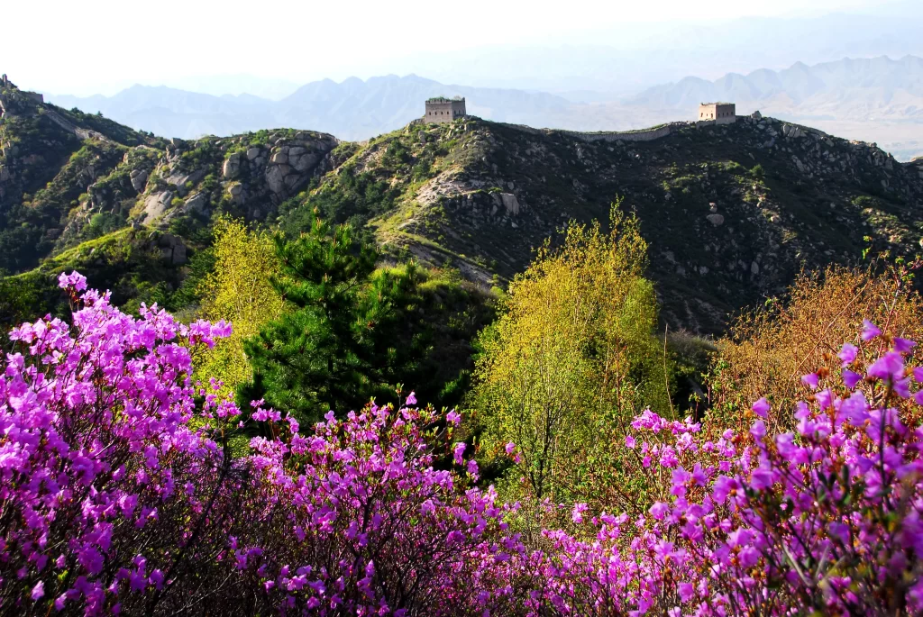 Purple Rhododendron Blooming Hillside
