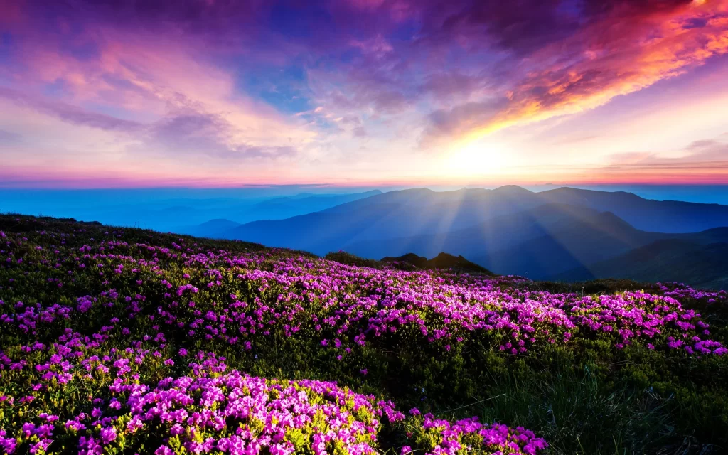 Purple Rhododendron Blossom Sunset Mountain