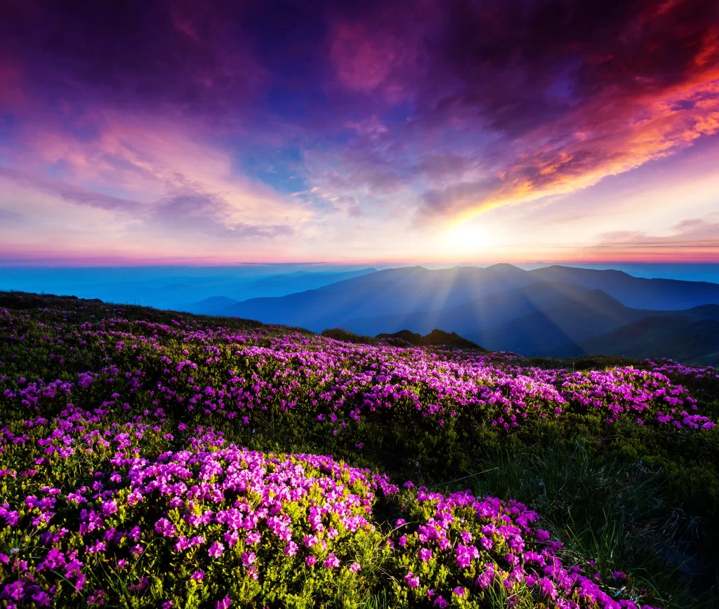 Purple Rhododendron Blossom Mountain Sunset
