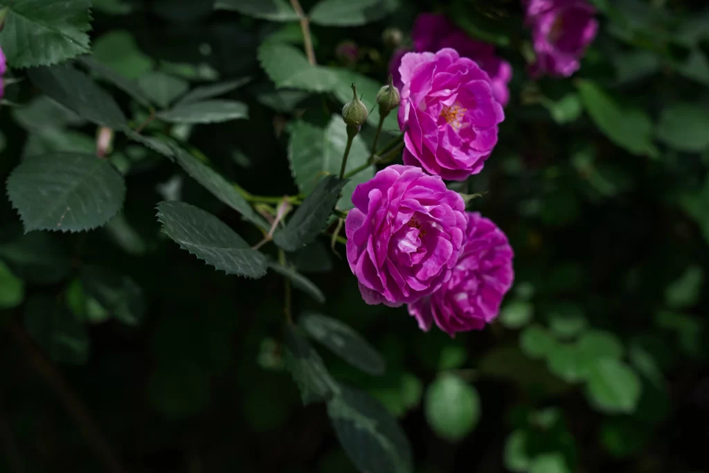 Purple Rose Petals Bloom Green Leaves