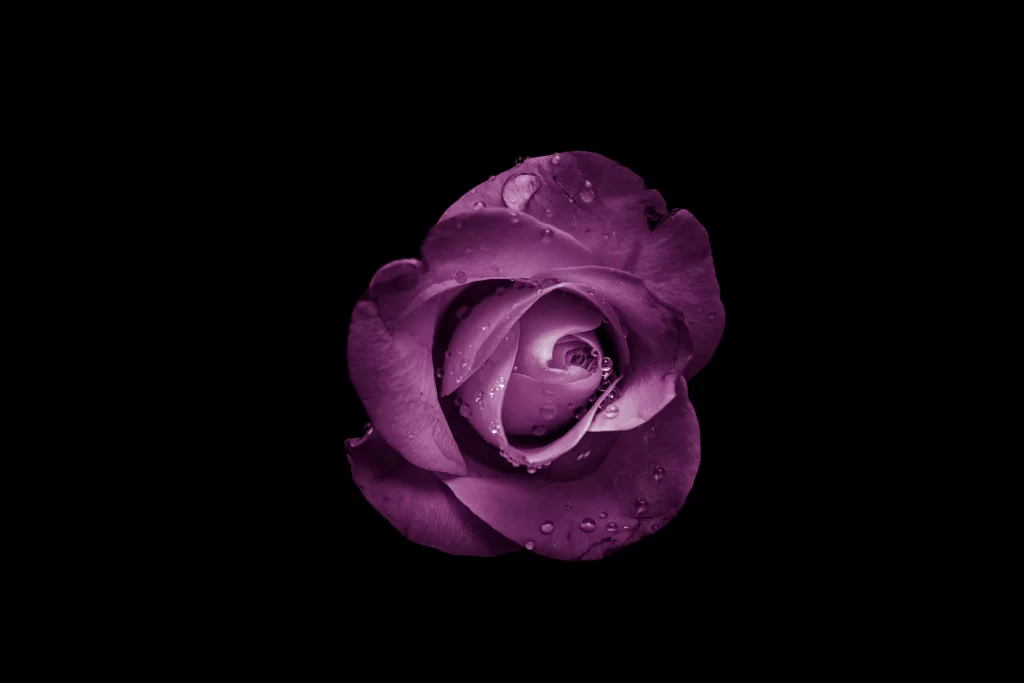 Purple Rose Petals Dewdrops
