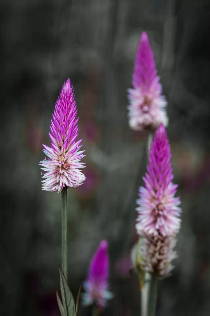 Purple Spiky Blooms Dense Petals Nature