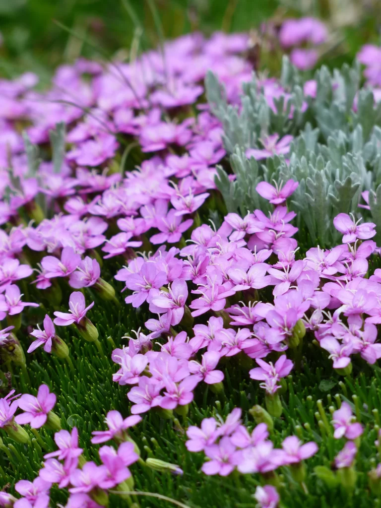 Purple Tiny Petals Dense Cluster Green Foliage