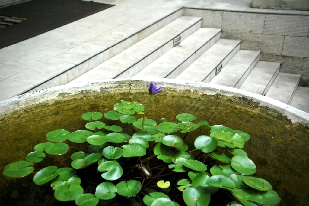Purple Water Lily Bloom Petals Green Leaves