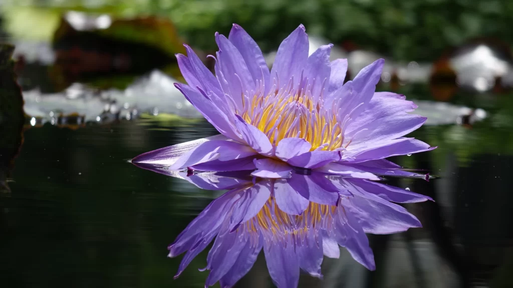 Purple Water Lily Petals Reflection Yellow Center